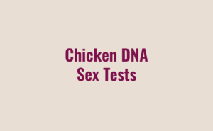 Chicken DNA Sex Tests
