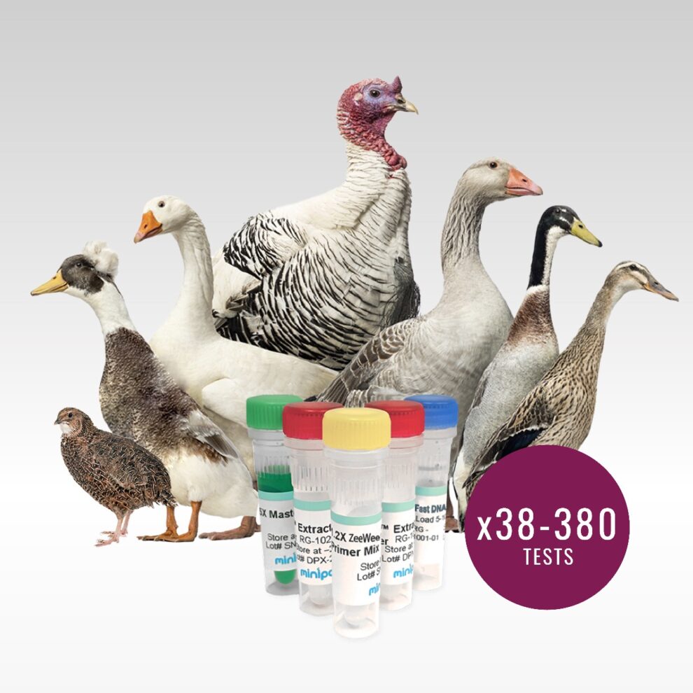 A New DNA Test for Sexing Birds on Your Farm! – miniPCR Dx