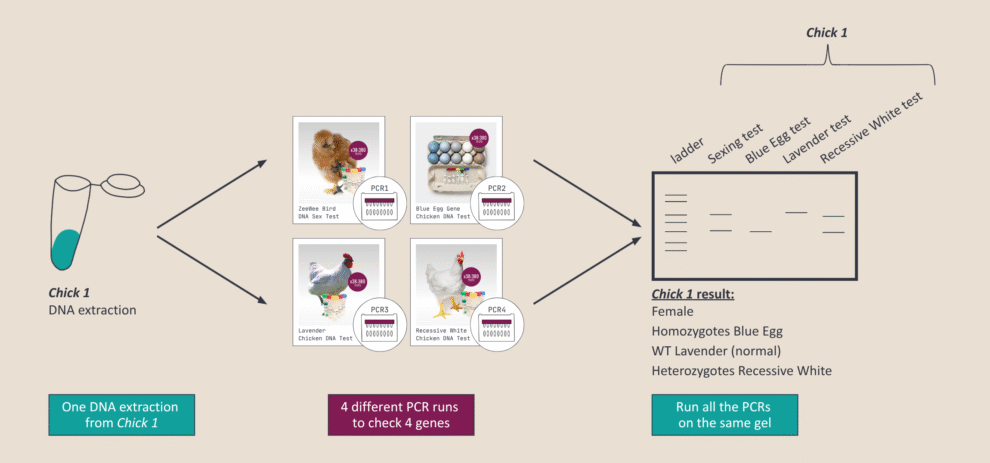 How to Run Multiple Genotyping Tests In Parallel – miniPCR Dx