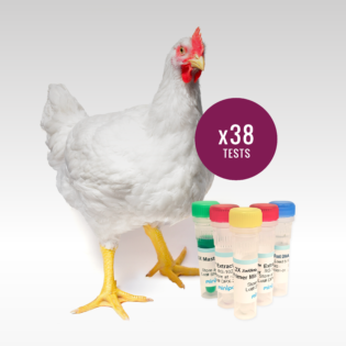 DNA Translation Tool - Convert Nucleotide Sequences to Protein (Amino ...