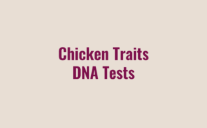 Chicken Traits DNA Tests