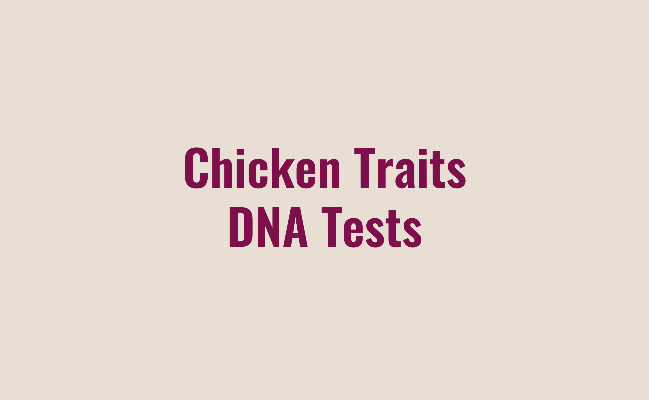 Chicken Traits DNA Tests