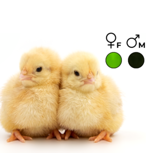 chickView™ DNA Sex Test